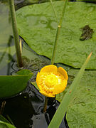   Nuphar lutea