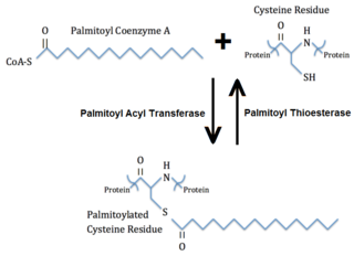 <span class="mw-page-title-main">Palmitoylation</span>