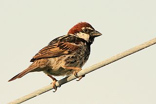 <span class="mw-page-title-main">Spanish sparrow</span> Species of bird