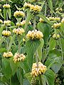 Phlomis russeliana