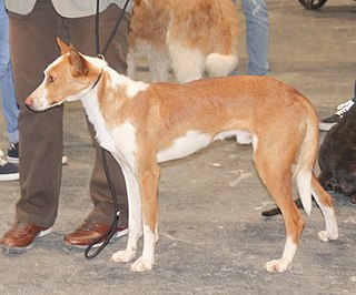 <span class="mw-page-title-main">Podenco Valenciano</span> Dog breed