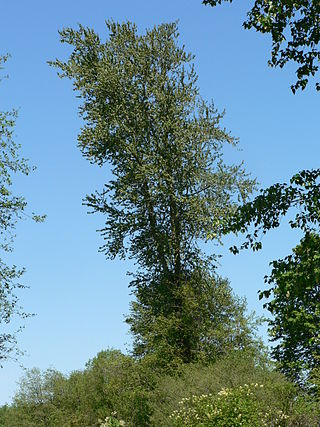 <i>Populus trichocarpa</i> Species of tree