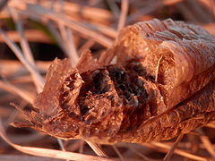 Damaged praying mantis (Mantis religiosa) ootheca in Ontario, Canada.