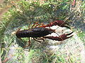 Crayfish