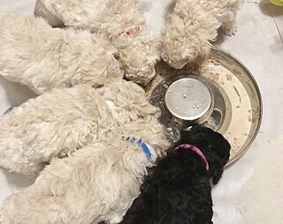 <span class="mw-page-title-main">Puppy nutrition</span>