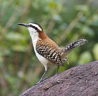 <span class="mw-page-title-main">Rufous-backed wren</span> Species of bird