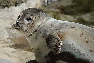 <span class="mw-page-title-main">Earless seal</span> Family of mammals