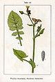 Sonchus oleraceus vol. 14 - plate 49 in: Jacob Sturm: Deutschlands Flora in Abbildungen (1796)