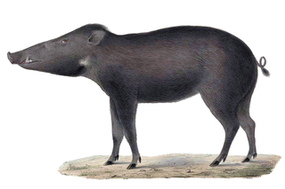 <span class="mw-page-title-main">Celebes warty pig</span> Suid from Sulawesi (Sus celebensis)