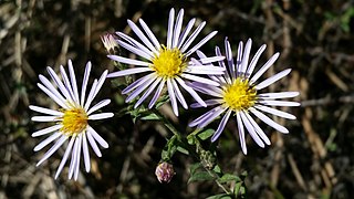 <i>Symphyotrichum fontinale</i> A flowering plant in the family Asteraceae endemic to Florida, USA