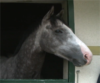 <span class="mw-page-title-main">The Grey Gatsby</span> Irish-bred Thoroughbred racehorse