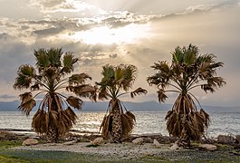 Three palm trees during the sunset, Ayia Marina Chrysochous, Paphos District, Cyprus 02