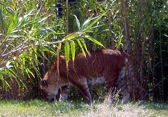 Tigon (tigru+leoaică)