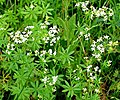 Galium album