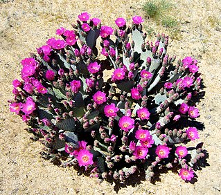 <i>Opuntia basilaris</i> Species of cactus