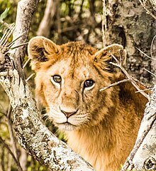 A lion (Panthera leo). Lions are an example of charismatic megafauna, a group of wildlife species that are especially popular in human culture. Wildlife at Maasai Mara (Lion).jpg