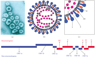 <i>Betacoronavirus</i> Genus of viruses