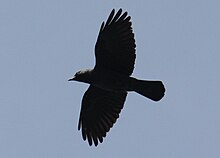 A western jackdaw in flight. 2013 Fliegende Dohle.JPG