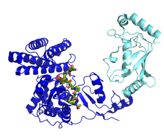 <span class="mw-page-title-main">Ubiquitin ligase</span> Protein