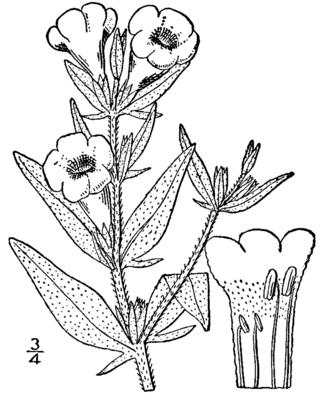 <i>Agalinis auriculata</i> Species of flowering plant