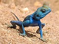 Agama de Sinaí tomado el sol a orillas del mar Rojo