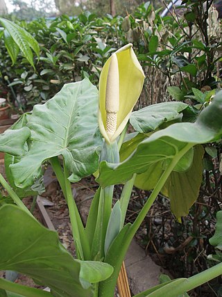 <i>Alocasia macrorrhizos</i> Species of flowering plant