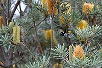 Banksia verticillata