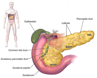 <span class="mw-page-title-main">Pancreas</span> Organ of the digestive system and endocrine system of vertebrates