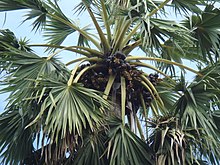 Female tree, showing foliage crown with fruit