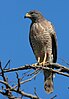 Buteo magnirostris