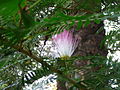 Calliandra surinamensis