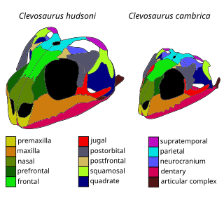 <i>Clevosaurus</i> Extinct genus of reptiles