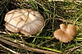 Clitocybe metachroa