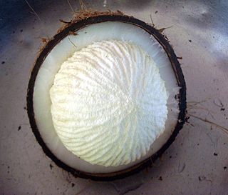 <span class="mw-page-title-main">Sprouted coconut</span> Edible spherical cotyledons of germinating coconuts