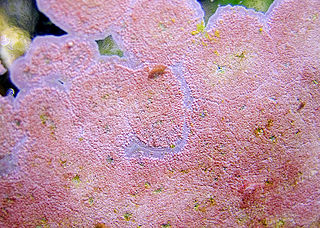 <span class="mw-page-title-main">Coralline algae</span> Order of algae (Corallinales)