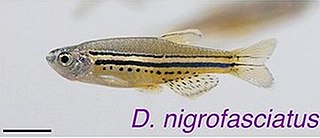 <span class="mw-page-title-main">Spotted danio</span> Species of fish