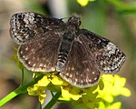 Erynnis icelus (dreamy duskywing) Adult, dorsal view.