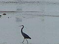 Küstenreiher Western Reef Heron