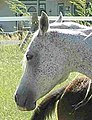 English: This is a fleabitten gray. It is not possible to tell by looking what color it was as a foal. All gray horses retain black skin under their white hair coat.