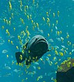 Giant grouper among a school of golden trevally