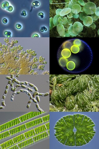 <span class="mw-page-title-main">Green algae</span> Paraphyletic group of eukaryotes