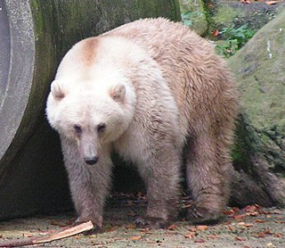 <span class="mw-page-title-main">Grizzly–polar bear hybrid</span> Cross between grizzly and polar bear