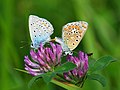 Polyommatus icarus and T. pratense