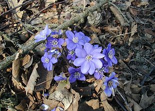 Blå Anemone (Hepatica nobilis) på Jernhatten.