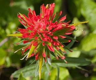 <i>Castilleja applegatei</i> Species of flowering plant