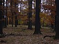 Čeština: Staré duby pod Těchovínem English: Oaks on the slopes of Těchovín hill