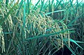 Oryza sativa (spikelets disusun ing panicle)