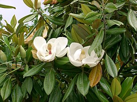 Kuningasmagnolia (Magnolia grandiflora)