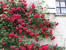 Photographie d’une plante accrochée à un mur.