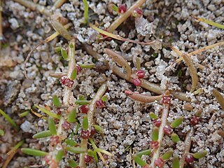 <i>Myriophyllum implicatum</i> Species of flowering plant in the family Haloragaceae